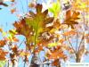 Großfruchtige Eiche (Quercus macrocarpa) Herbstfärbung
