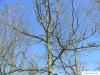 Großfruchtige Eiche (Quercus macrocarpa) die Krone im Winter