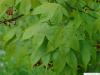 grüner Fächer-Ahorn (Acer palmatum 'Ozakazuki') Blätter