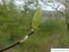 Gurken-Magnolie (Magnolia acuminata) Endknospe