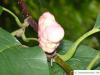 Gurken-Magnolie (Magnolia acuminata) Frucht