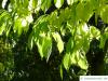 Gutaperchabaum (Eucommia ulmoides) Blätter
