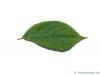Gutaperchabaum (Eucommia ulmoides) Blatt