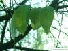Gutaperchabaum (Eucommia ulmoides) Blätter im Herbst