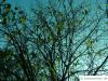 Gutaperchabaum (Eucommia ulmoides) Krone im Herbst