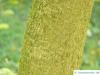 Gutaperchabaum (Eucommia ulmoides)  Stamm / Rinde / Borke