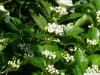 Hahnendorn (Crataegus crus-galli) Blütenknospen