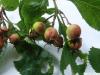 Hahnendorn (Crataegus crus-galli) Frucht