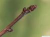 Hahnendorn (Crataegus crus-galli) rote Endknospe