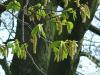 Hainbuche (Carpinus betulus) Blüten im Frühjahr