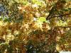 Hainbuche (Carpinus betulus) Früchtre im Frühherbst
