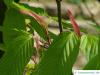 hainbuchenblättrige Ahorn (Acer carpinifolium) Austrieb
