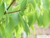hainbuchenblättrige Ahorn (Acer carpinifolium) Blätter und Frucht