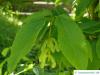 hainbuchenblättrige Ahorn (Acer carpinifolium) Blätter und Früchte