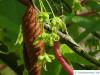 hainbuchenblättrige Ahorn (Acer carpinifolium) Blüte