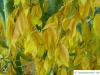 hainbuchenblättrige Ahorn (Acer carpinifolium) Herbstlaub