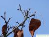 hainbuchenblättrige Ahorn (Acer carpinifolium) Knospen im Winter