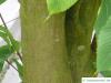 hainbuchenblättrige Ahorn (Acer carpinifolium) Stamm / Rinde / Borke