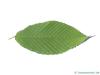 hainbuchenblättrige Ahorn (Acer carpinifolium) Blatt