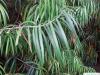 Henkels Gelbholz (Podocarpus henkelii) Blätter