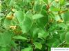 Henrys Linde (Tilia henryana) Blätter