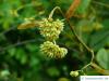 Henrys Linde (Tilia henryana) Blüten
