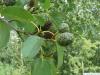 herzblättrige Erle (Alnus cordata) Frucht