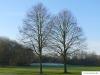 holländische Linde (Tilia intermedia) Baum im Winter