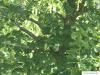 holländische Linde (Tilia intermedia) Blätter