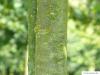 holländische Linde (Tilia intermedia) junger Stamm der Linde
