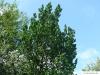 Holländische Ulme (Ulmus hollandica) Baum im Sommer