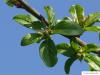 Holz-Apfel (Malus sylvestris) Blütenknospen