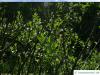 Hookers-Weide (Salix hookeriana) buschiger Wuchs