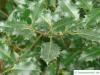Stechpalme (Ilex aquifolium) Blätter