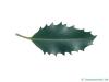 Stechpalme (Ilex aquifolium) Blatt