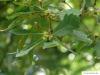 Immergrüne Eiche (Quercus turneri 'Pseudoturneri') Blattstellung