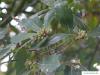 Immergrüne Eiche (Quercus turneri 'Pseudoturneri') Blüte