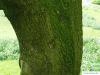Immergrüne Eiche (Quercus turneri 'Pseudoturneri') Stamm / Rinde / Borke