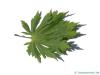 japanischer Feuer-Ahorn (Acer japonicum 'Aconitifolium') Blatt Unterseite