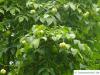 japanische Pimpernuss (Staphylea bumalda) Blätter