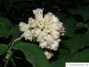 japanische Pimpernuss (Staphylea bumalda) Blüte