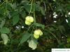 japanische Pimpernuss (Staphylea bumalda) Früchte