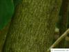 japanische Pimpernuss (Staphylea bumalda) Stamm / Rinde / Borke