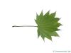 japanischer Ahorn (Acer japonicum) Blatt Unterseite