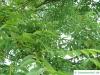 japanischer Korkbaum (Phellodendron japonicum) Blätter