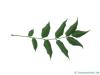 japanischer Korkbaum (Phellodendron japonicum) Blatt Unterseite