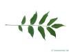 japanischer Korkbaum (Phellodendron japonicum) Blatt