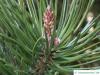 Jersey-Kiefer (Pinus virginiana) Nadelstellung Zweigende