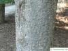 Jersey-Kiefer (Pinus virginiana) Stamm / Rinde / Borke