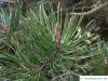 Jersey-Kiefer (Pinus virginiana) Zweig